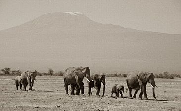 The Dry Season (sepia) - African Elephant by Douglas Aja