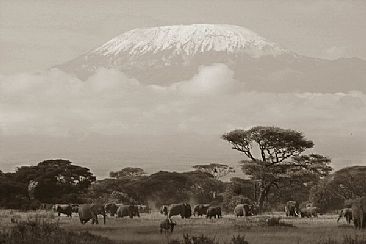Kilimanjaro Morning (sepia) - African Elephant by Douglas Aja