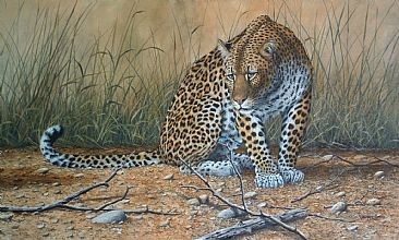 mesmerised - Leopard and dragonfly by Graham Jahme