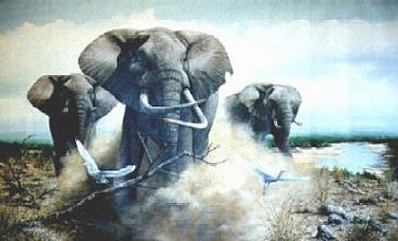 Haaktand - Elephant Bulls by Graham Jahme