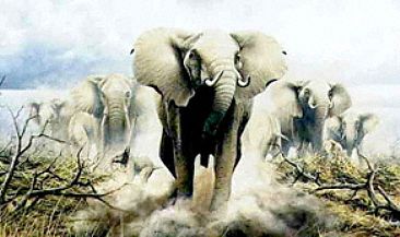 The Ya-ya Sisterhood - Elephant Herd by Graham Jahme