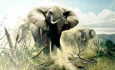 Suspicion - Elephant Herd by Graham Jahme