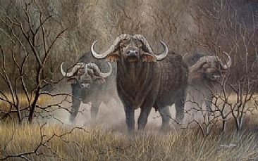 early morning encounter - buffalo by Graham Jahme