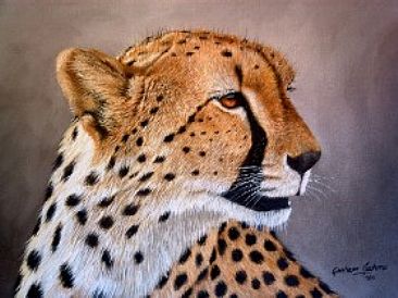 cheetah study -  by Graham Jahme