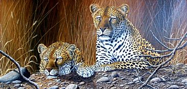 stare stare - leopards by Graham Jahme
