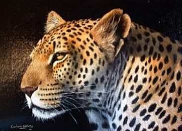 leopard study - loepard by Graham Jahme