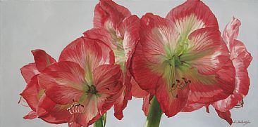 Amaryllis - Floral by Sheila Ballantyne