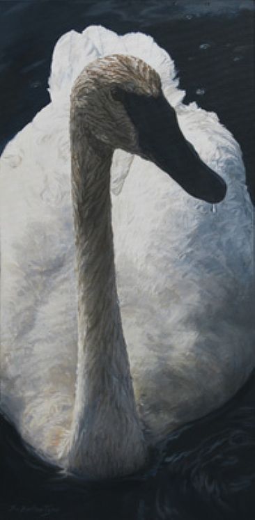 Close Encounter - Trumpeter Swan by Sheila Ballantyne