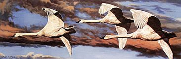 Freedom Of Flight - Trumpeter Swans by Sheila Ballantyne