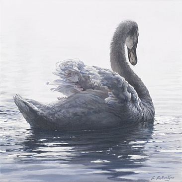 Grace  - Mute Swan by Sheila Ballantyne