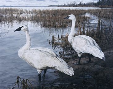 The Rivers Edge - Trumpeter Swans by Sheila Ballantyne