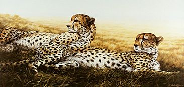 Siesta - Cheetahs by Sheila Ballantyne