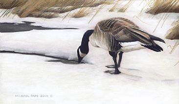 Canada Goose & Pond - Canada Goose - Original Acrylic Painting has been sold. by Michael Pape