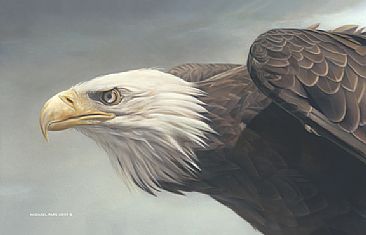 Vantage Point - Bald Eagle - Limited edition giclée watercolour paper print of Vantage Point is available for $199 framed. Image size of print is 8.1 x 12.75. Image size of original is  by Michael Pape
