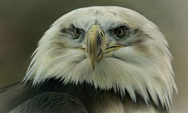 Immature Bald Eagle Study - 3-5 year old  Bald Eagle - Original Mixed Medium Painting has been sold. Limited edition giclée watercolour paper print of  Immature Bald Eagle Study is available for $199.00 framed. by Michael Pape