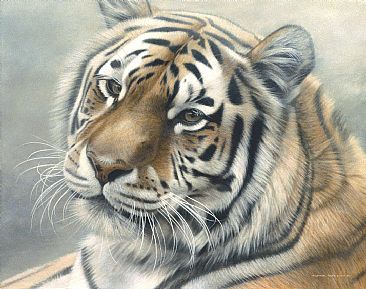 Siberian Mist - Siberian (Amur) Tiger - Limited edition giclée watercolour paper print of Siberian Mist is available for $199.00 framed. Image size of print is 10 x 12.75. Image size of original is  by Michael Pape