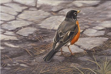 The Secret Path - American Robin -  Limited edition canvas giclée print is avilable for $325.00 framed. Image size of print is 8 x 12.  Image size of original is  by Michael Pape
