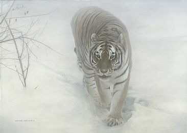 Out of the Mist - Siberian Tiger - Limited edition giclée watercolour paper print of  Out of the Mist  is available for $199.00 framed. by Michael Pape