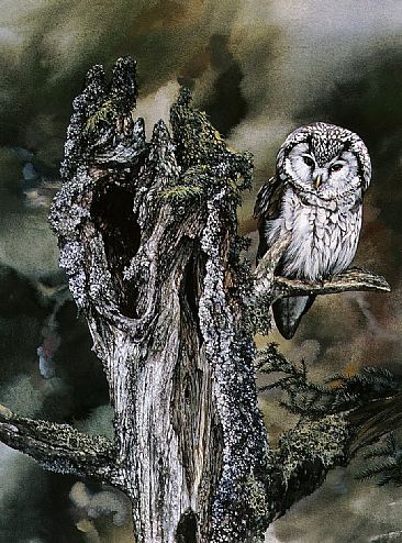 Boreal Owl - Tengmalms Owl by Bo Lundwall