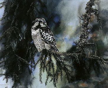 Hawk Owl - Hawk Owl by Bo Lundwall