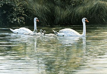 Mute Swan -  by Bo Lundwall