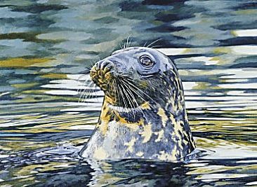 Playtime - Grey Seal by Bo Lundwall
