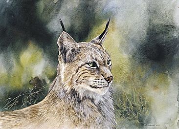 Lynx -  by Bo Lundwall