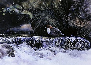 The Stream - Dipper by Bo Lundwall