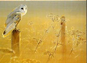 Bright Golden Haze - Barn owl by Pollyanna Pickering