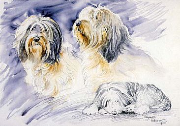 Study of the Bearded Collie - Bearded Collies by Pollyanna Pickering