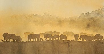 Elephant Dust -  by Alison Nicholls