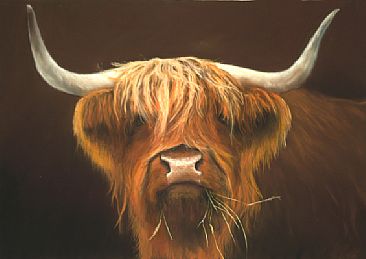 Archie - Highland Steer by Pete Marshall