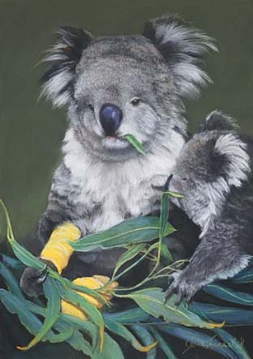 Hope After the Fires - Victoria 2.09 - Burnt Koala mother and joey by Pete Marshall