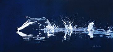 Black Swan Lift Off - Black Swan by Pete Marshall