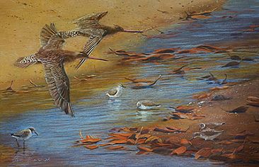 Destination Downunder - Bartailed Godwits and sandpipers by Pete Marshall