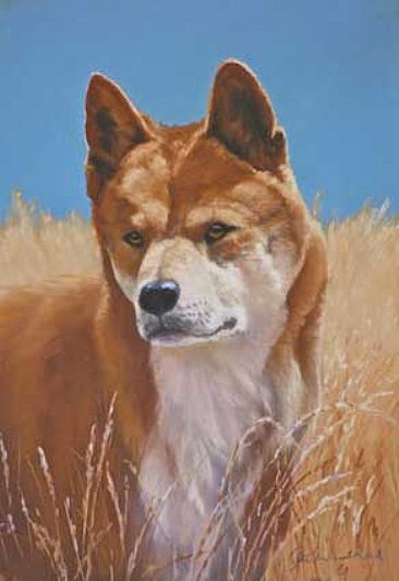 Dingo Gold - Australian Desert Dingo by Pete Marshall