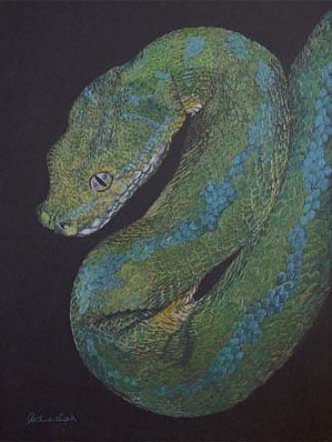 Emerald Tree Python - Snake by Pete Marshall