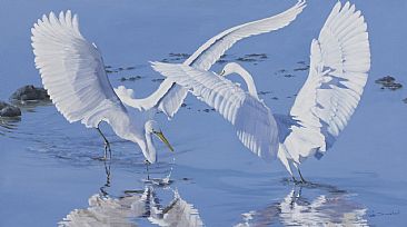 Ethereal Dances - Great Australian Egrets by Pete Marshall