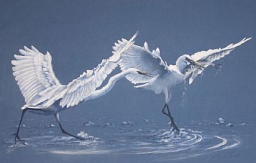 It's Mine! Intermediate Egrets - Intermediate Egrets by Pete Marshall