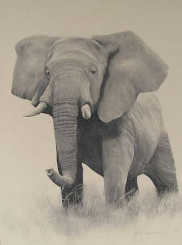Its My Turf - Elephant, Uganda by Pete Marshall