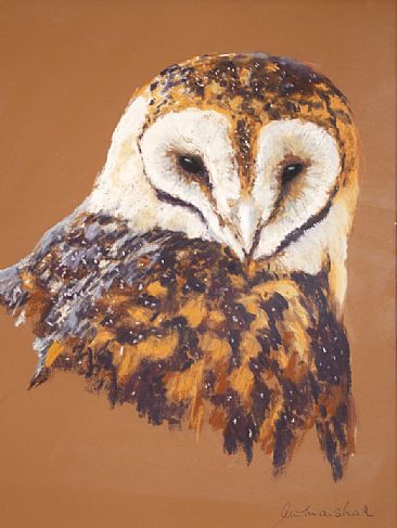 Masked Owl Study - Masked Owl by Pete Marshall