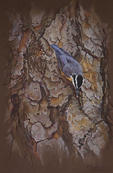 Nuthatch Fossicking on Conifer - Nuthatch on bark by Pete Marshall