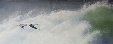Raging Thunder - Australasian Gannet by Pete Marshall