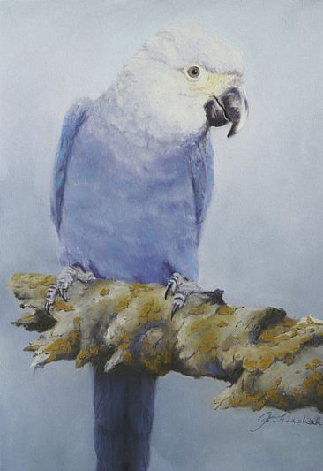 Spix Macaw Study - Spix Macaw by Pete Marshall
