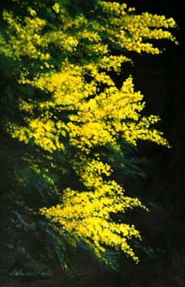 Spring Wattle -  by Pete Marshall