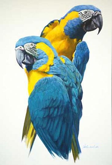 View Both Ways, Caninde Macaws -  by Pete Marshall