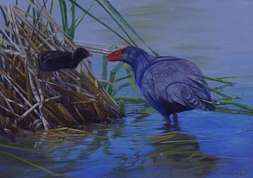 Purple Swamp Hen Maternity - Purple Swamp hen and chick by Pete Marshall