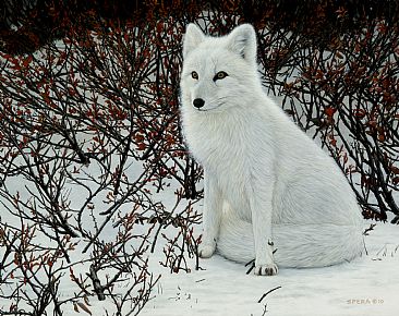 Bushytail - Arctic Fox by Edward Spera