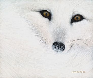 Arctic Fox - Arctic Fox by Edward Spera