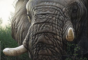 As Light Falls On The Kingdom - African Elephant by Edward Spera